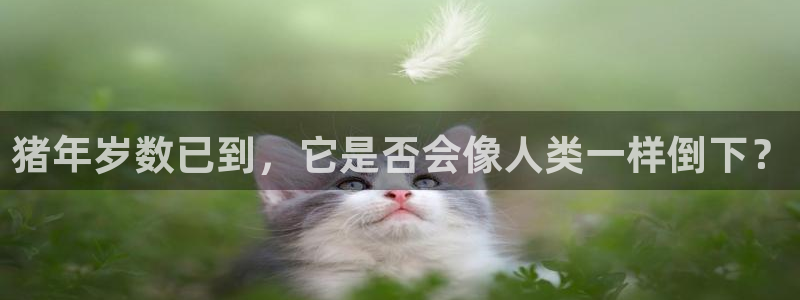 壹号注册入口app下载：猪年岁数已到，它是否会像人类一样倒下？
